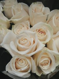 Close-up of white roses