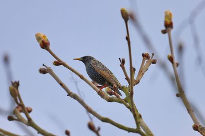 Low angle view of bird perching on branch