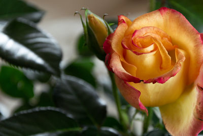 Close-up of rose bud