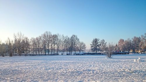 Trees on snowy field against clear sky on sunny day