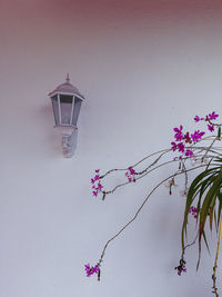 Close-up of pink flowers in vase against wall