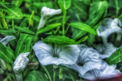 Close-up of white flowering plant