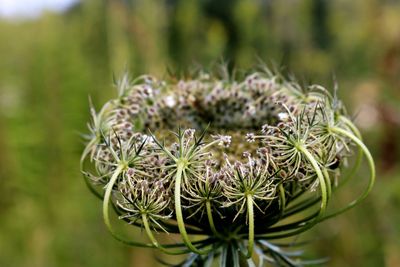 Close-up of plant