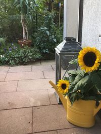 Close-up of sunflower blooming in potted plant