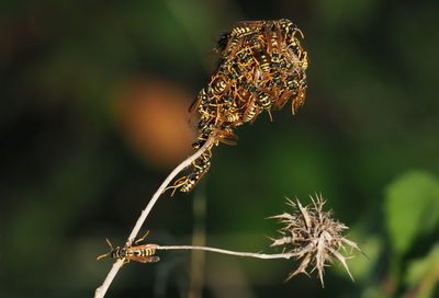 Close-up of wilted flower