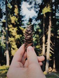 Cropped hand holding pine cone against trees