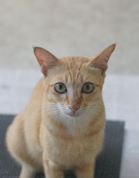 Close-up portrait of tabby cat