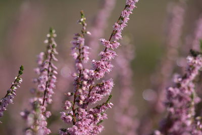 Close-up of cherry blossom plant