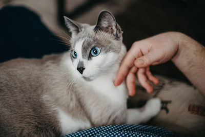 The blue-eyed gray cat sits on the owner's lap. a cat lover petting a kitten.
