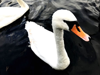 Swan floating on lake