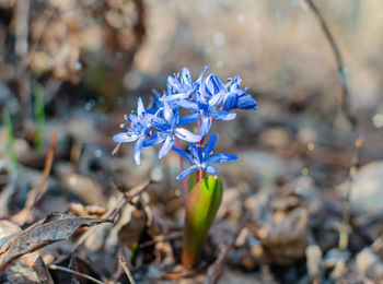 Close-up of purple flowering plant