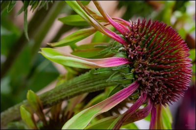 Close-up of purple coneflower