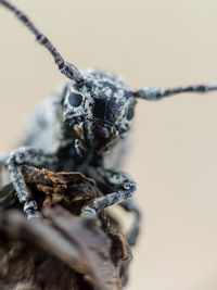 Close-up of insect