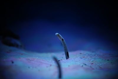 High angle view of fish swimming in sea