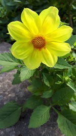 Close-up of yellow flowering plant