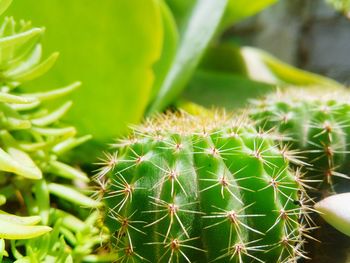 Close-up of prickly pear cactus