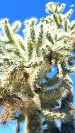 Low angle view of trees against blue sky