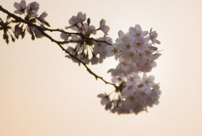 Low angle view of white flowers blooming in park