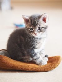 Portrait of cute kitten