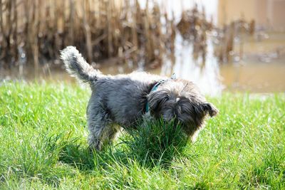 Dog in a field