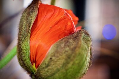 Close-up of orange leaf on plant