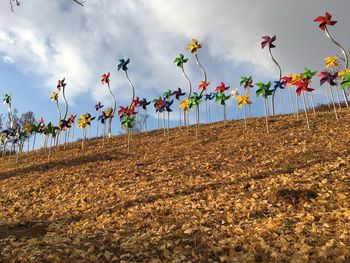 Plants growing on field against sky