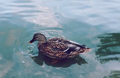 View of swimming in water