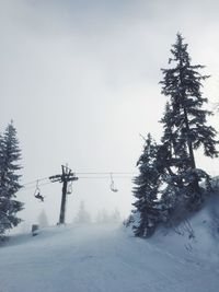 Pine trees on snow covered field against sky