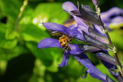 Close-up of insect on flower