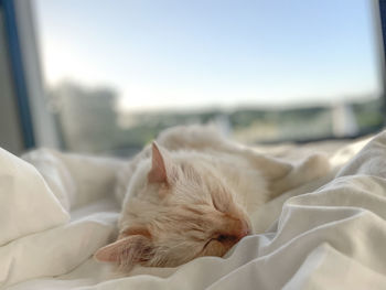 Close-up of cat sleeping on bed at home