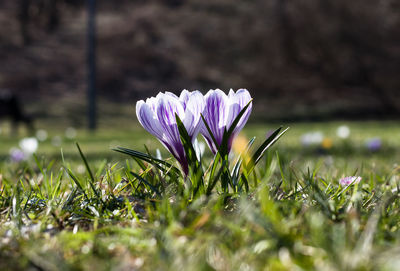 Close-up of purple crocus flower on field