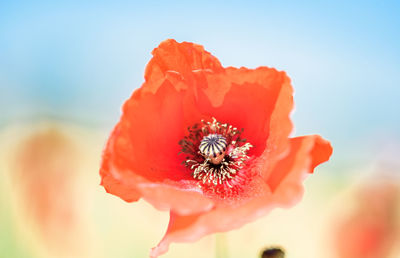 Close-up of red flower blooming against sky