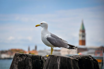 Seagull perching on wooden post