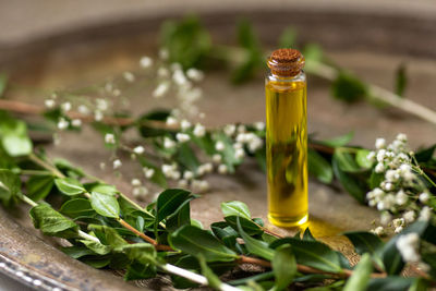 Close-up of glass jar of olive oil surrounded by greenery on fancy tray