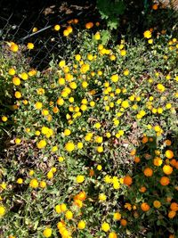 Close-up of yellow flowers blooming outdoors