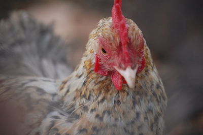 Close-up of rooster