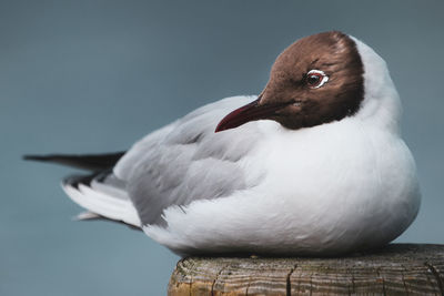 Close-up of bird relaxing on wood