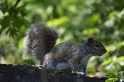 Close-up of squirrel