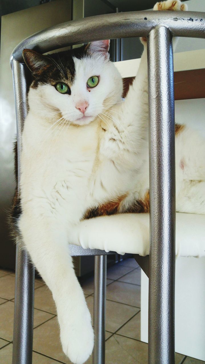 domestic cat, cat, animal themes, one animal, domestic animals, pets, feline, mammal, whisker, portrait, looking at camera, white color, close-up, animal head, indoors, staring, no people, front view, sitting, alertness