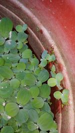 Close-up of ivy growing on plant