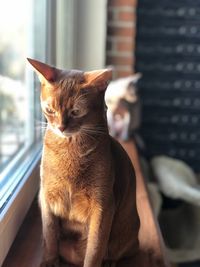 Close-up of a cat sitting on window