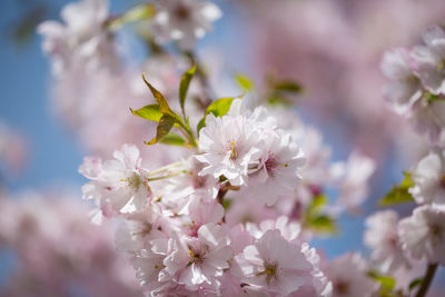 Close-up of cherry blossom