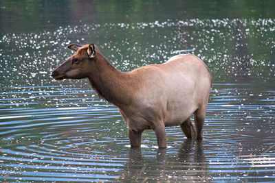 An elk wadding in the water going for a drink.