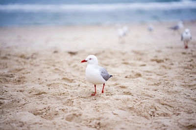 Seagull on beach