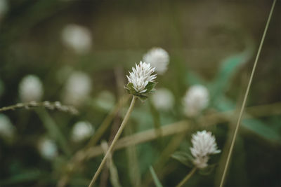 Close-up of white flowering plant