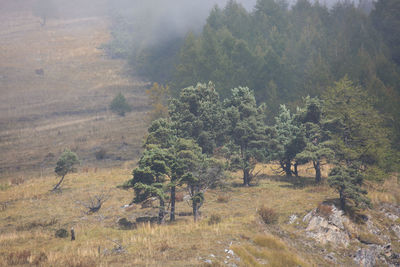 Trees on field in forest