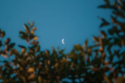 Low angle view of trees against blue sky