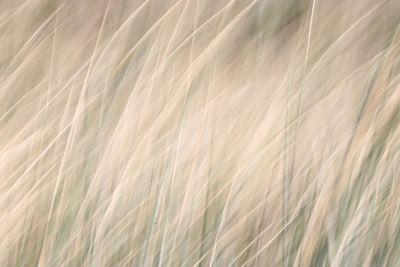 Full frame shot of crops on field