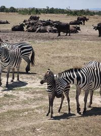Zebra crossing in a field