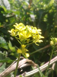 Close-up of yellow flowers